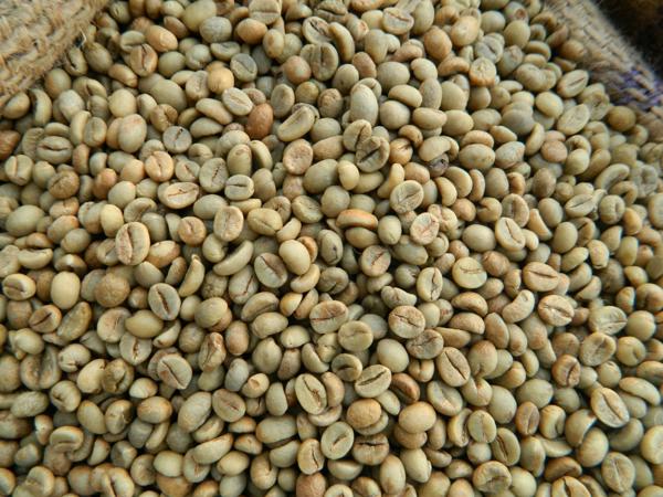 Robusta Coffee Bean