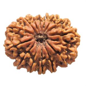 Fourteen Faced Rudraksha