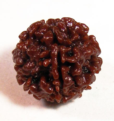 Roundish Onefaced Rudraksha