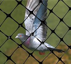 Bird Netting