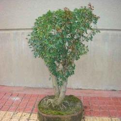 BONSAI PLANT