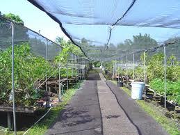 PLANT NURSERY